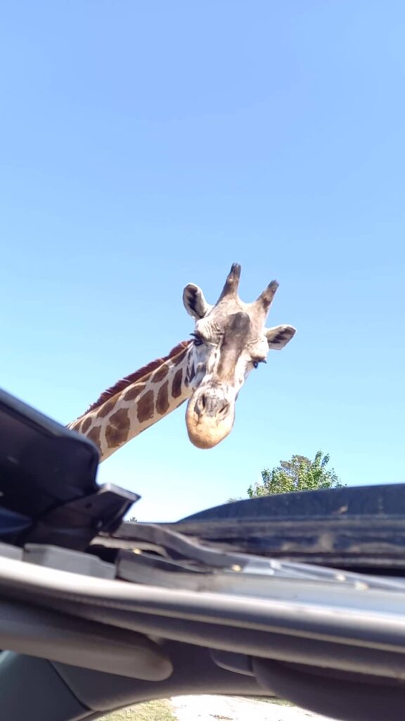 Żyrafa zagląda do samochodu